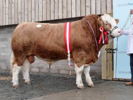Intermediate Champion, Blackford Worzel 2 forward from J. C. McLaren and Partners, who sold at 20,000 gns to Manor Park Herd