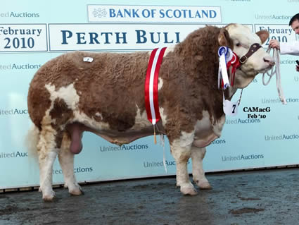 Banwy Wonderboy exhibited by R. E. Jones, lifted the Senior Championship before selling at 9,500 gns to the Popes Herd
