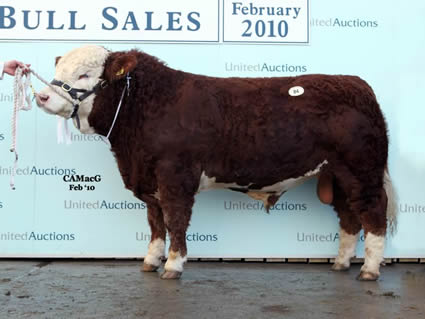 Reserve Intermediate Champion, Kilbride Farm Warren sold at 9,500 gns for W. H. Robsons & Sons