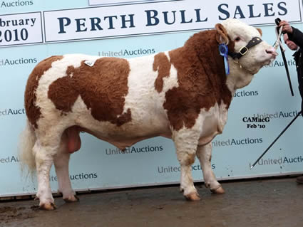 Grangewood Wallace by Gretna House Supersonic from Andrew and Yvonne Leedham sold for 9,500 gns.