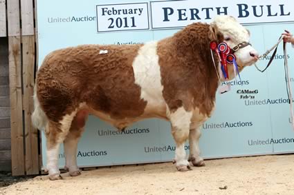 Overall Champion & Senior Champion bull Copper Mill Admiral sold by Mr & Mrs Goldsborough, for 4,200gns.