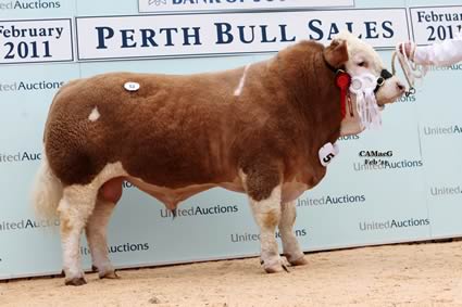 Reserve Overall Champion & Reserve Senior Champion bull Blackford Apollo sold by Mr W G Macpherson for 5,000gns.