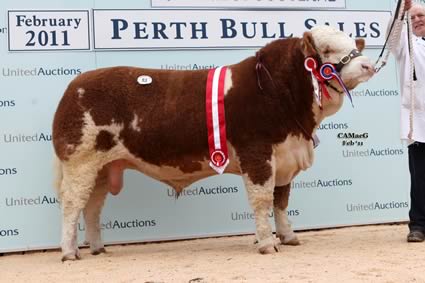 Intermediate Champion bull Gouknest Andy Pandy sold by Mr W D Smith for 6,500gns.