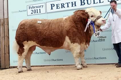 Reserve Junior Champion Woodhall Alabama sold by Mr H Macaskill for 7,500gns.