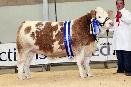 Reserve Female Champion Denizes Hannadante 8 also bred and owned by M A Barlow sold at 2,600gns.