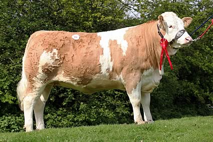 Female and Reserve Overall Champion, Midhope Vixen 2nd - 3,200gns