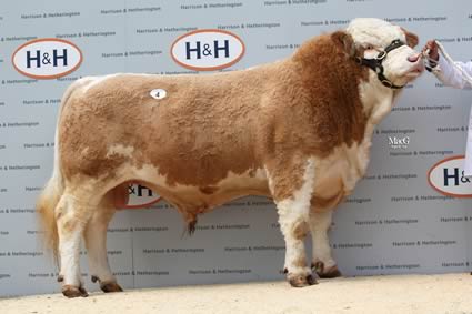 Joint 3rd Top Price bull Braegarrie Barclay bred by D L & S Currie. Purchased by Mr J Burns, Drygate Farm, Renfrewshire for 5,200gns.
