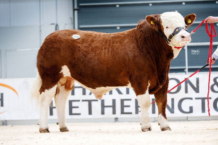 5000GNS MANOR PARK LACHLAN LEADS THE MAY SIMMENTAL TRADE AT CARLISLE