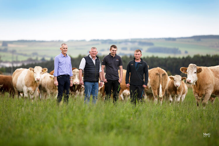 SIMMENTALS AT THE HEART OF THE SIMMERS FAMILY LARGE-SCALE CATTLE ENTERPRISE