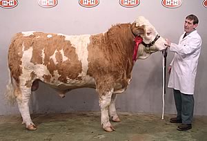 The Champion Blakewell Nimbus from I &amp; M Steele left the ring unsold