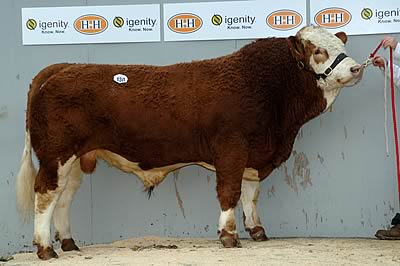 TIRLEY SHERLOCK, TOP PRICE BULL, bred by S White. Purchased by J H Strawhorn & Son (Lockerbie) for 2,600gns.