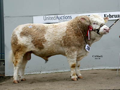 Reserve Supreme Champion and Top Price Bull for 22,000gns Dirnanean Typhoon. Bred & Exhibited by Mr F J A McGowan and purchased by Mr & Mrs D Field, Burytown Herd.