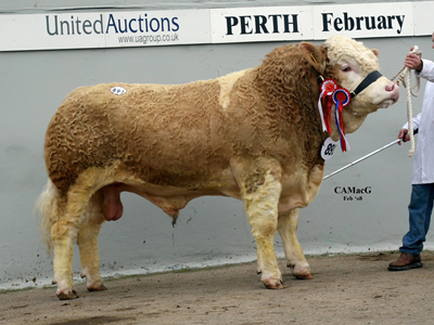 Overall Supreme & Intermediate Champion Kilbride Farm Tarrant bred and exhibited by W H Robson & Sons and purchased for 10,000gns by Mr W J & J Green, Corskie.