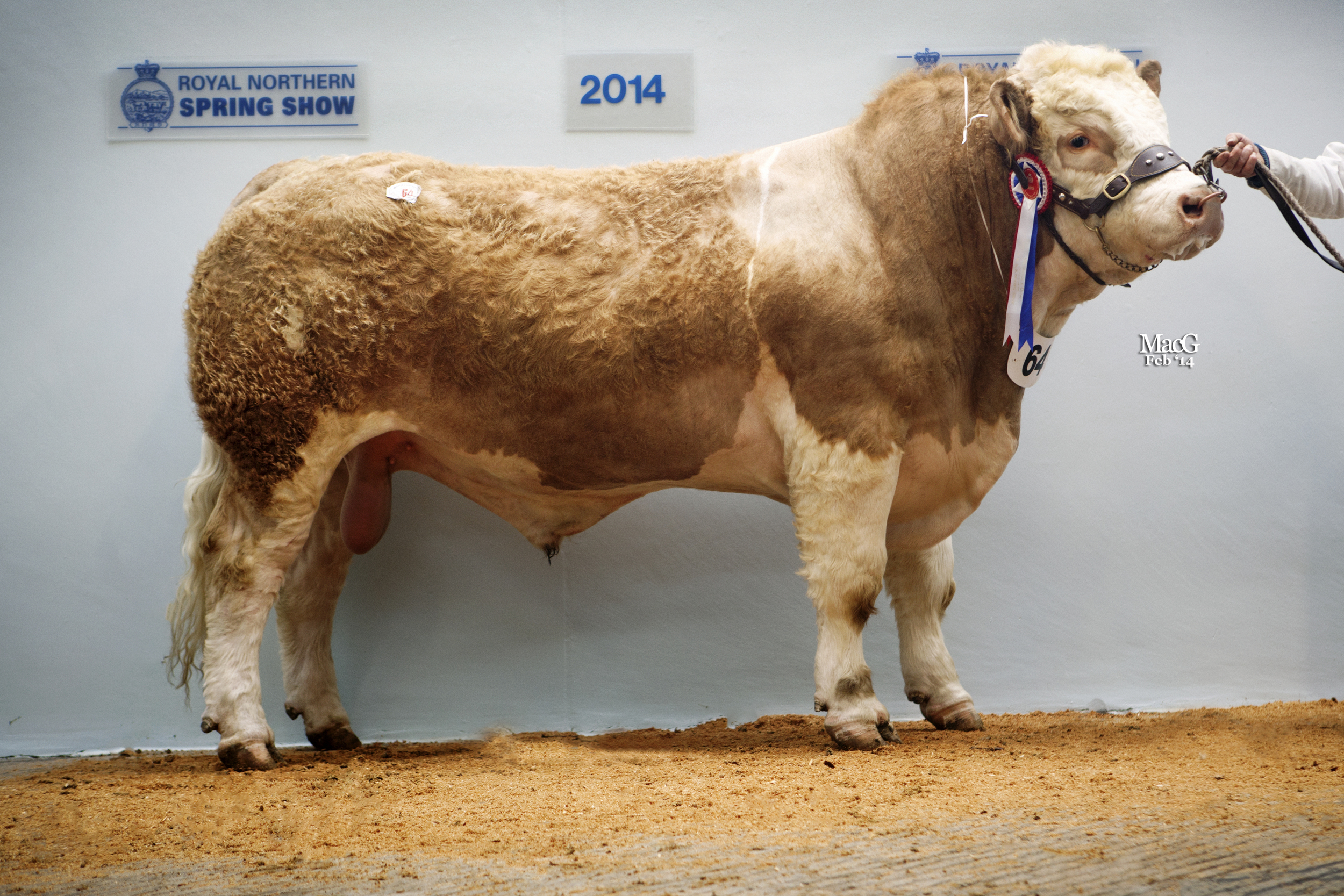 Lot 64 Lot 64 Tolquhon Director 3500gns