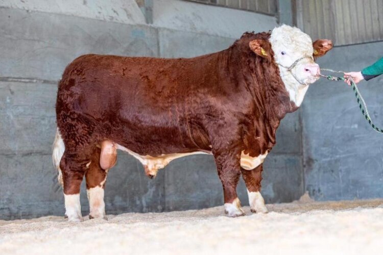 STOP PRESS: 8800GNS CORSKIE KIRBY LEADS SIMMENTALS & ALL-BREEDS TRADE AT ABERDEEN