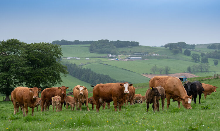MILKY, FERTILE SIMMENTAL FEMALES IMPROVING GROWTH AND WEIGHT FOR AGE IN BALGRAY HILL COMMERCIAL HERD