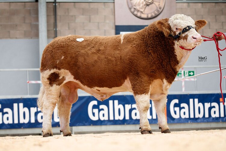 9500GNS DENIZES KNOCKOUT TOPS RECORD SIMMENTAL MAY SALE AVERAGE AT STIRLING