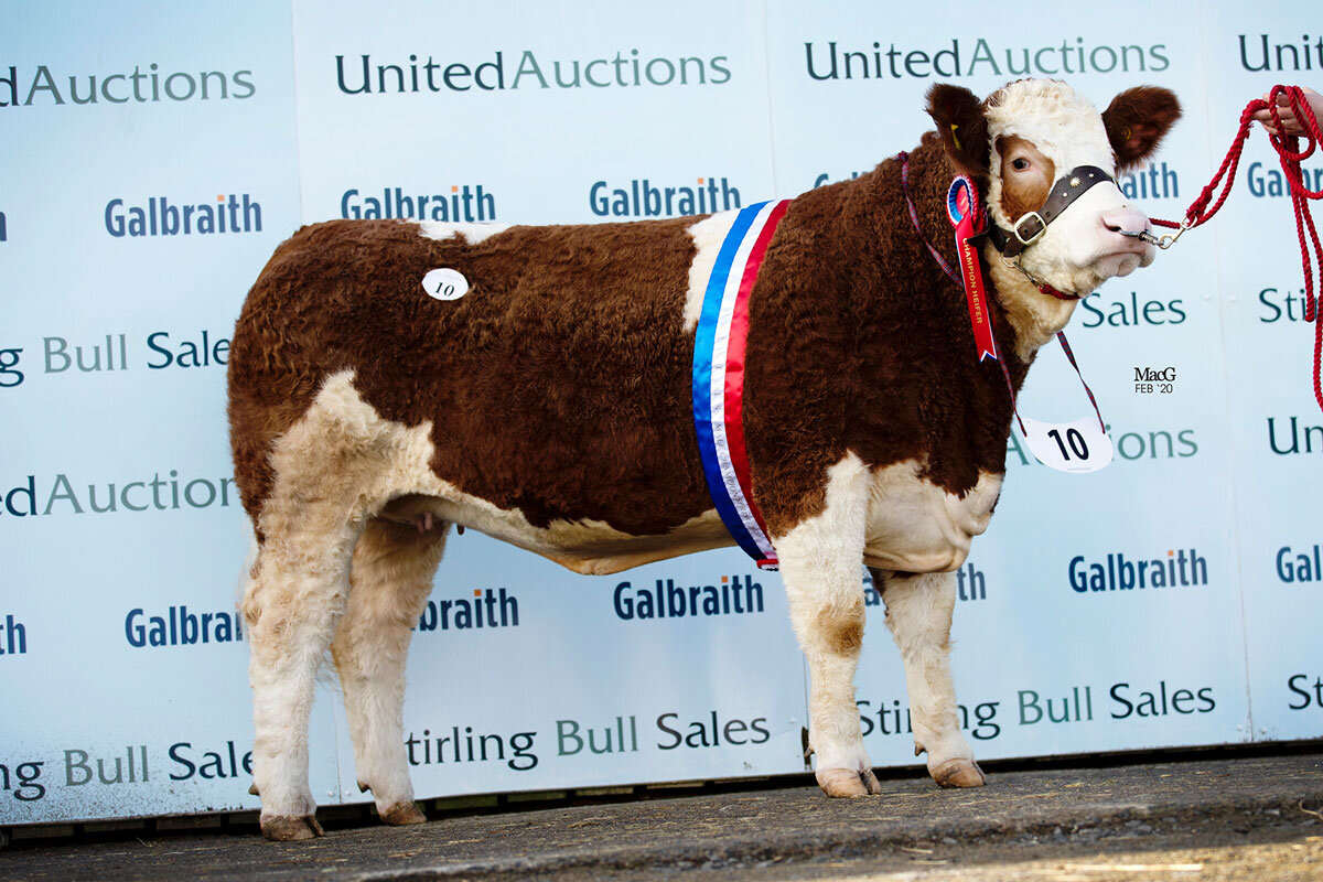 Annick Duchess 19th, Female Champion sold for 4,200gns.