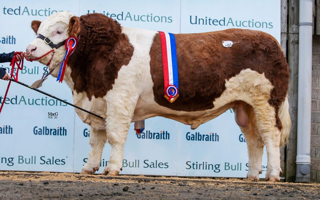 Stirling Bull sales 16th & 17th February 2020 – Sale Report