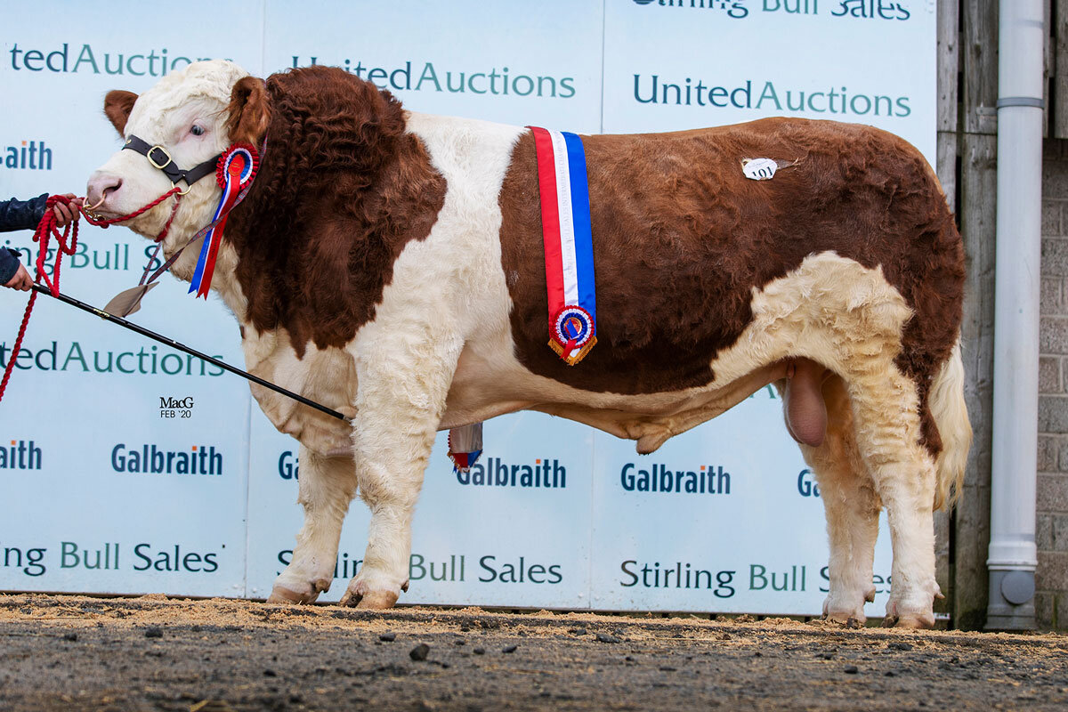 Wolfstar Jackaroo - Intermediate and Overall Champion selling for the top price of 18,000gns