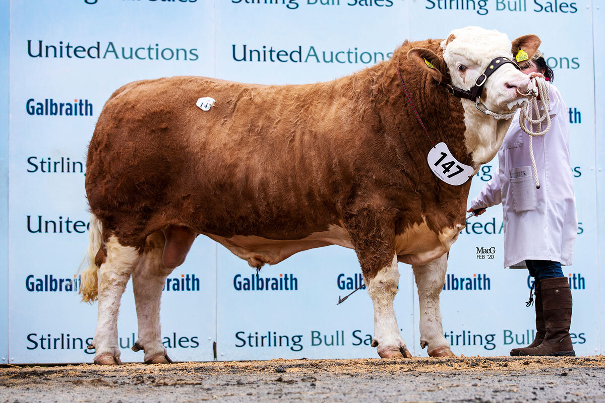 Broombrae Joey sold for 8,200gns