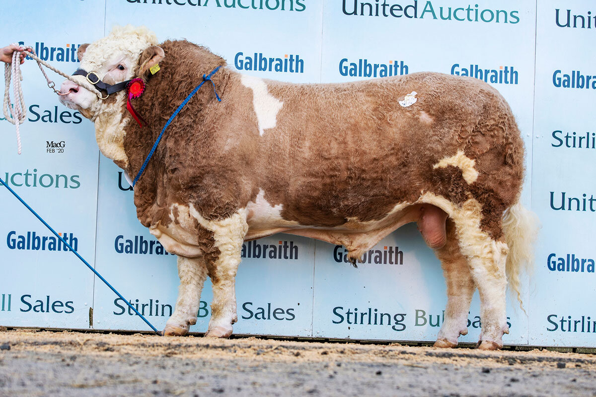 Corskie Jackpot sold for 9,000gns