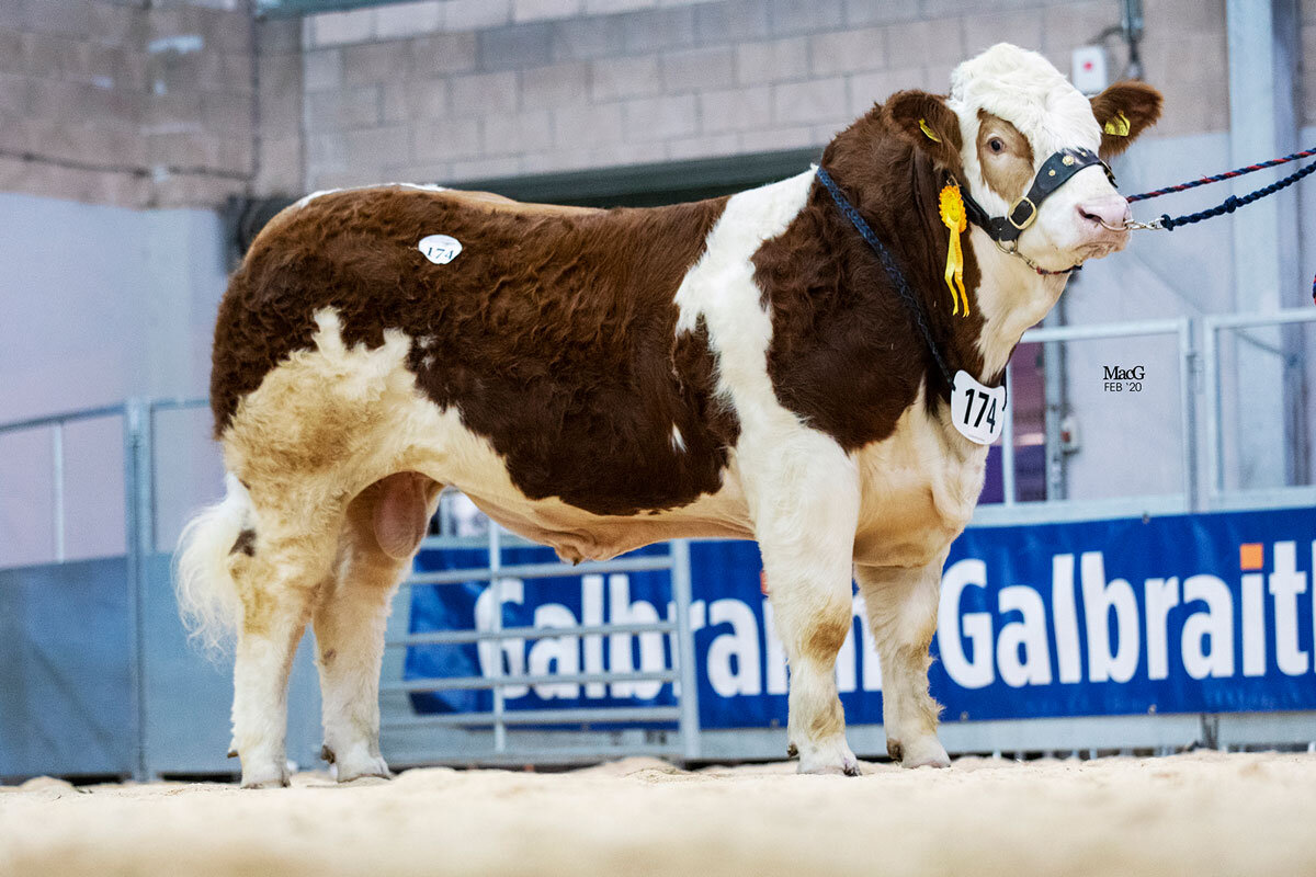 Saltire Jaguar sold for 9,000gns