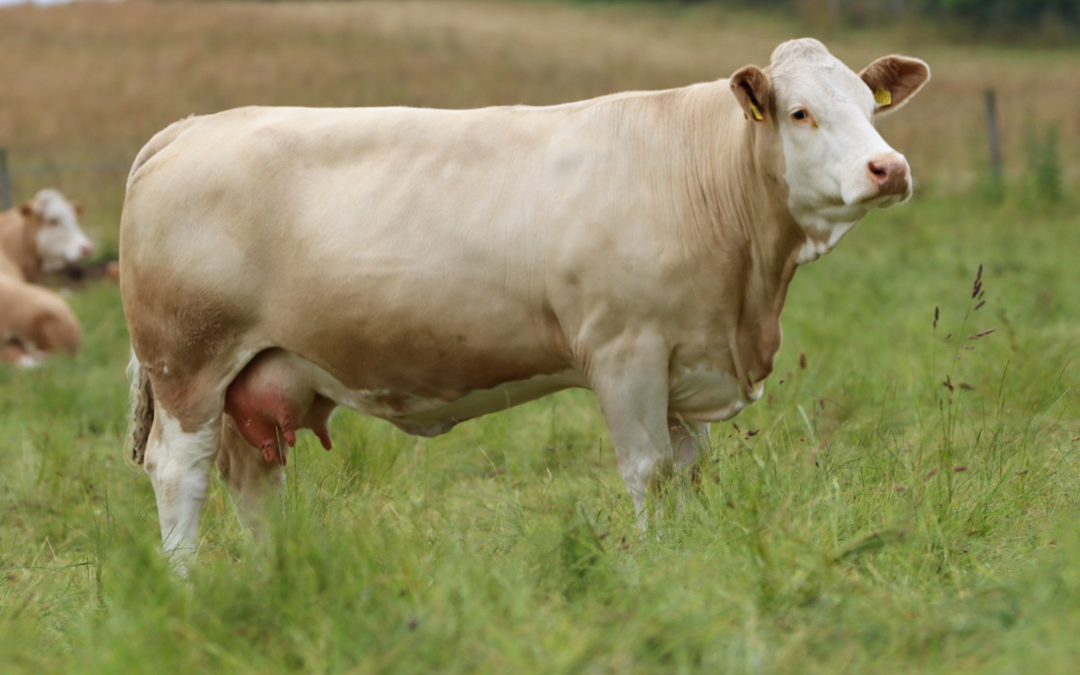 ‘GREEN DAY’ AS CORSKIE AND GARMOUTH TOP EXCEPTIONAL CLASS OF 197 SIMMENTAL COWS!