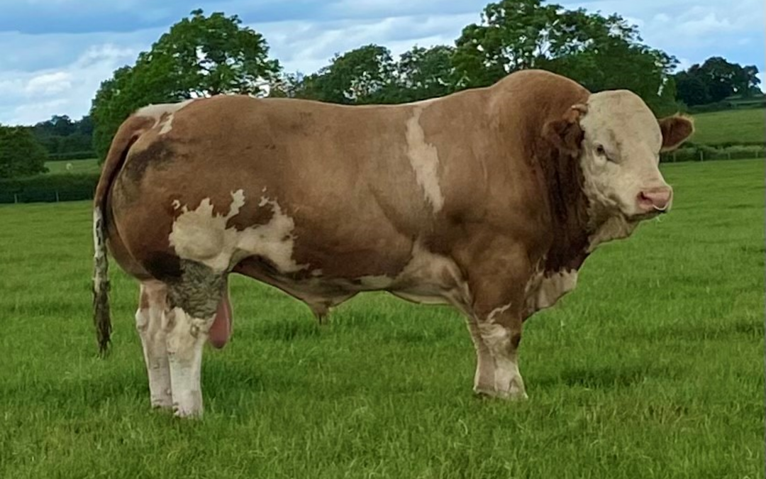 TILBROOK FRANK IS ‘TOP OF THE POPS’ IN THE SENIOR BULL CLASS OF THE 2021 SIMMENTAL ‘VIRTUAL’ SHOW