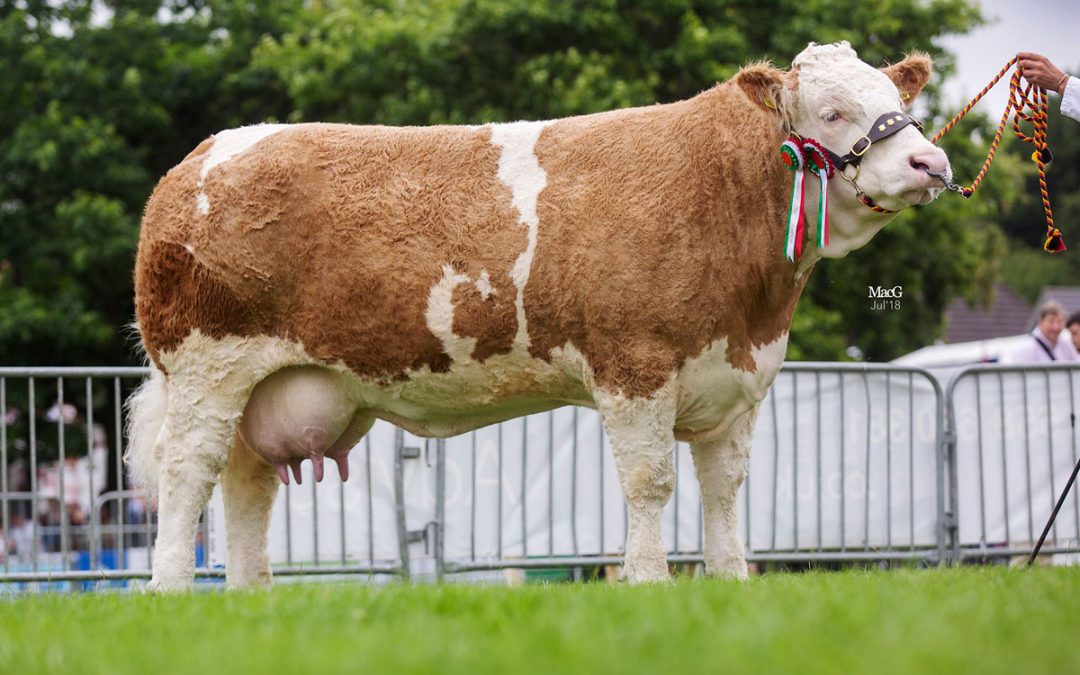 Royal Welsh Show – 23rd to 26th July