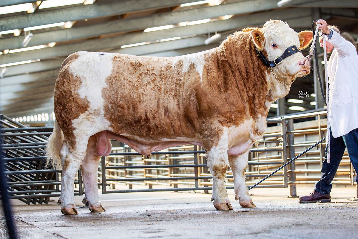 Worcester Sale Report - 28th September 2019 - British Simmental Cattle ...