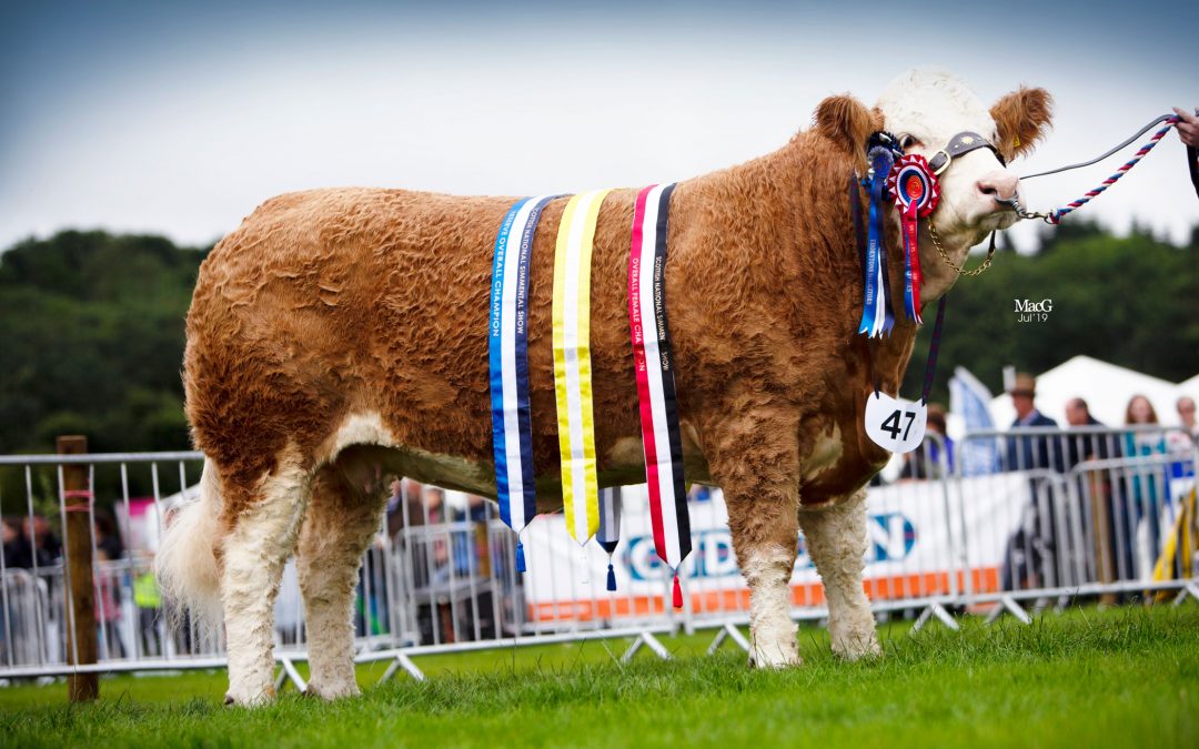 Scottish National Show – Kelso – 26th-27th July 2019 – Judge David Donnelly