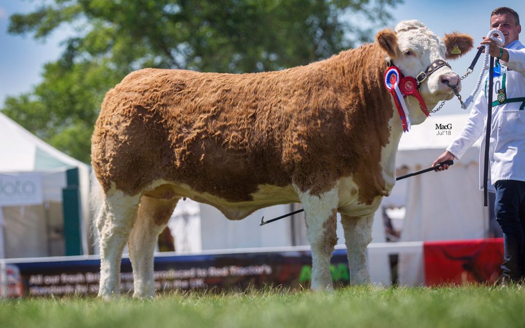 Great Yorkshire – English National Show 10th July to 12th July 2018 – Judge, Mr M Barlow