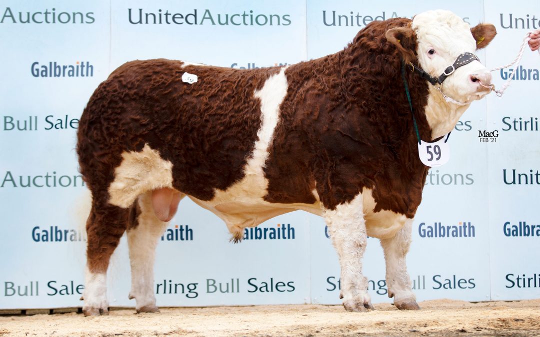 26,000GNS PISTYLL KINGSMAN HEADS UP STRONG DEMAND AS SIMMENTAL BULLS SET A RECORD BREED AVERAGE AT STIRLING
