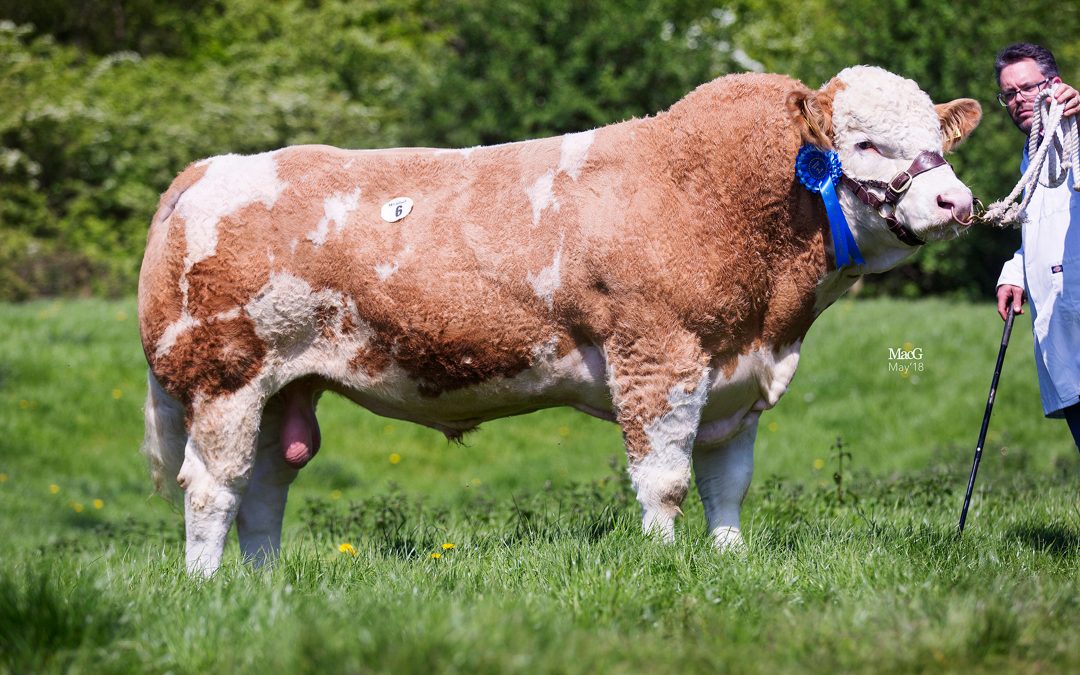 Worcester Sale Report 5th May 2018