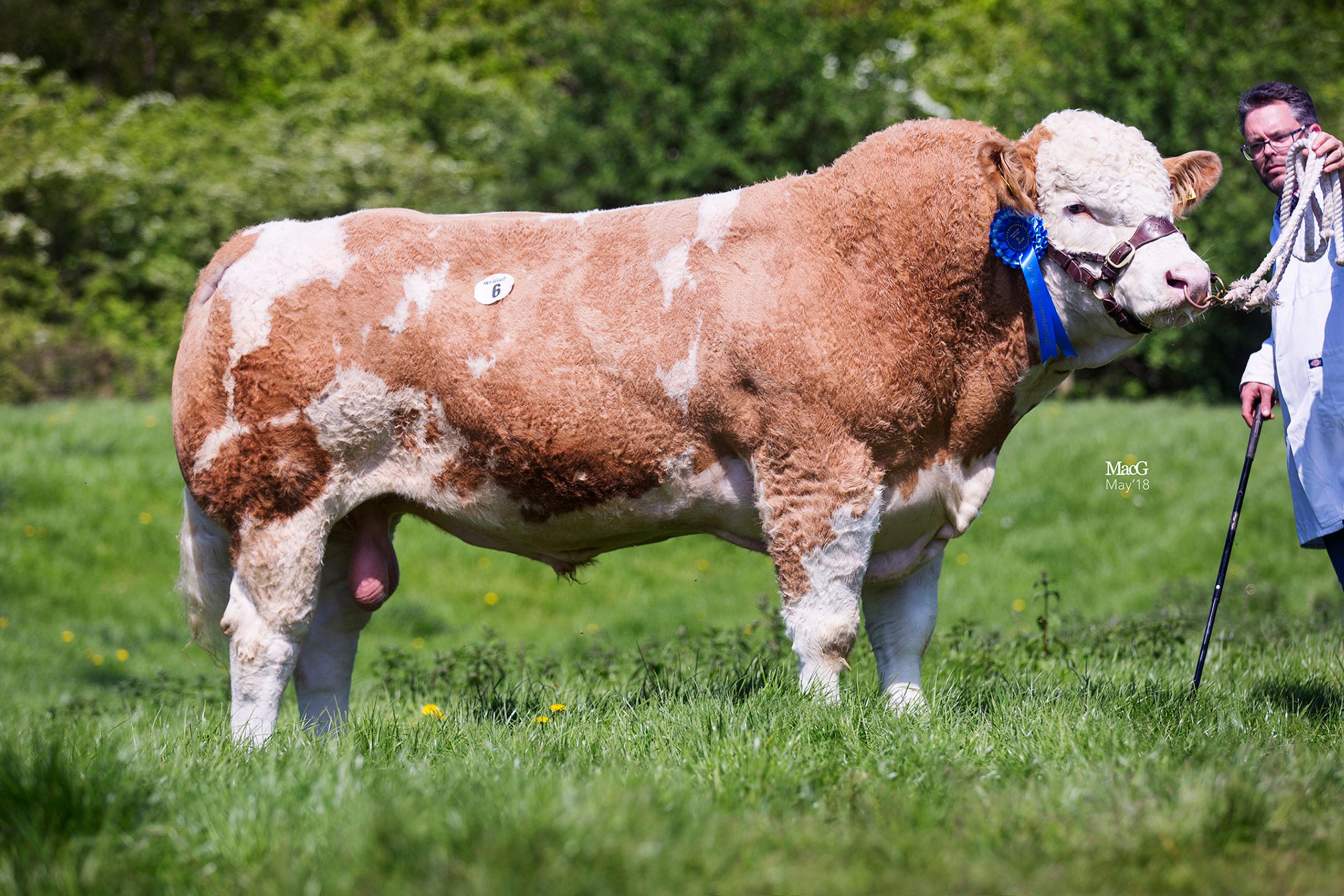 Worcester Sale Report 5th May 2018 - British Simmental Cattle Society