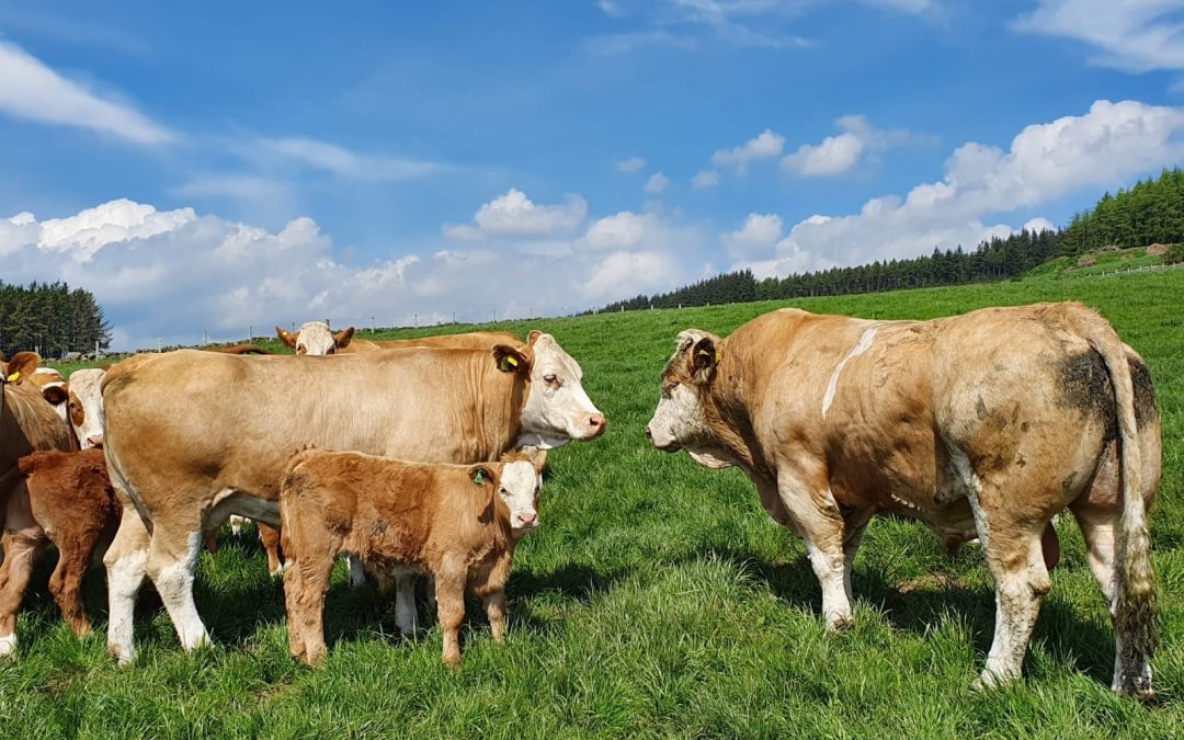 THIS WEEK’S MARKET BRIEFS SEES SIMMENTAL CATTLE DOING THE BUSINESS