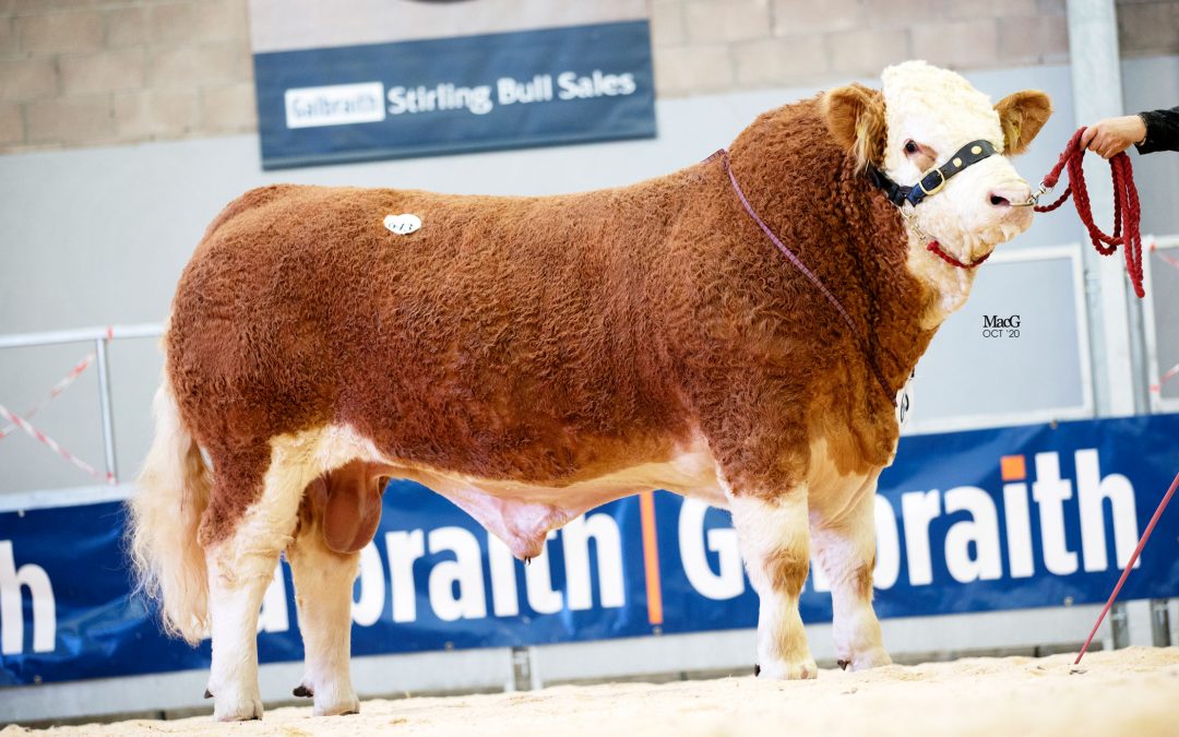 TWO ISLAVALE BULLS MAKE 14,000GNS AND LEAD A SOLID SIMMENTAL TRADE AT STIRLING