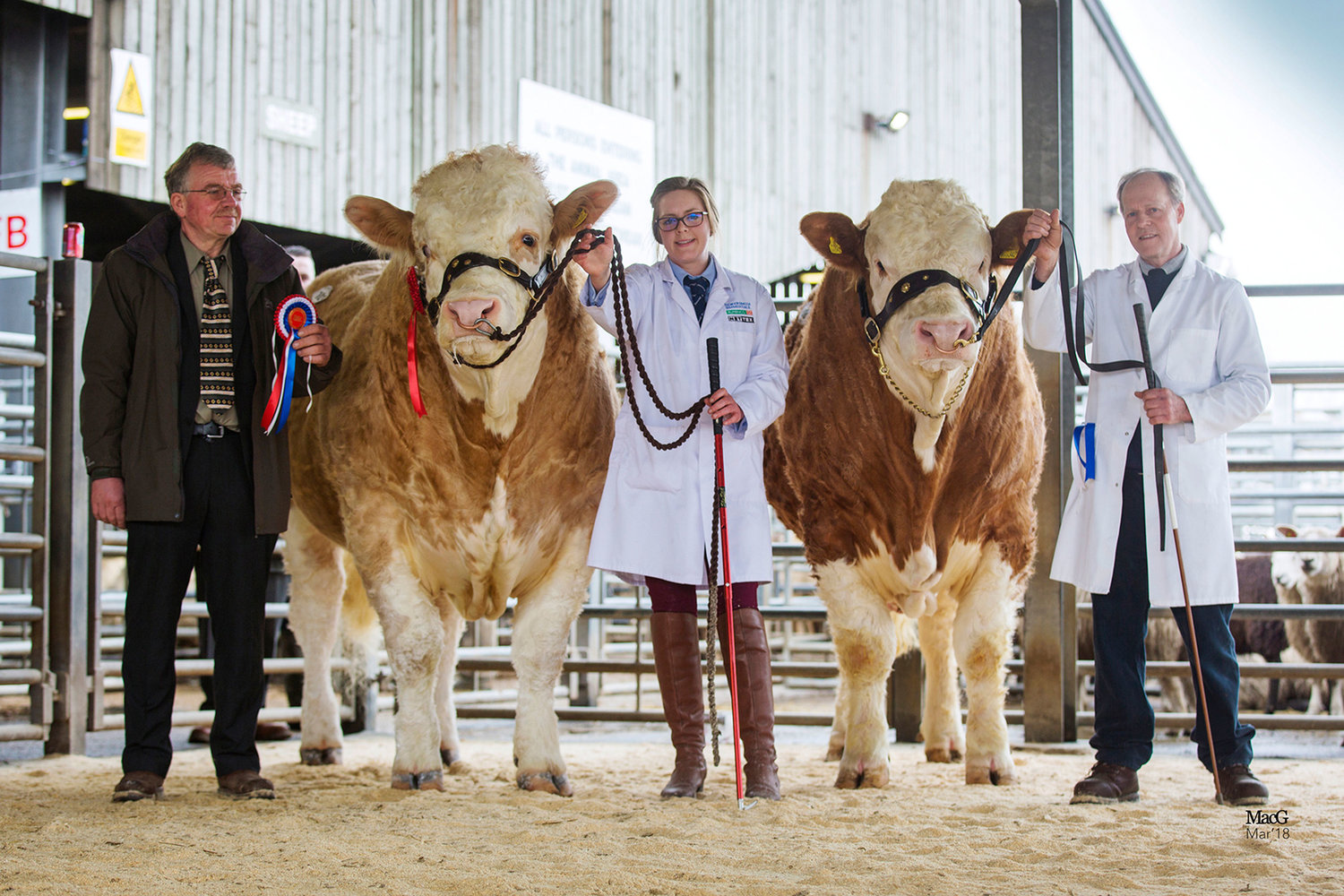 Pictured on the left is the Male & Overall Champion Storersmith Heart-Throb 16 and on the right is the Reserve Male Champion Grangewood Heston 16