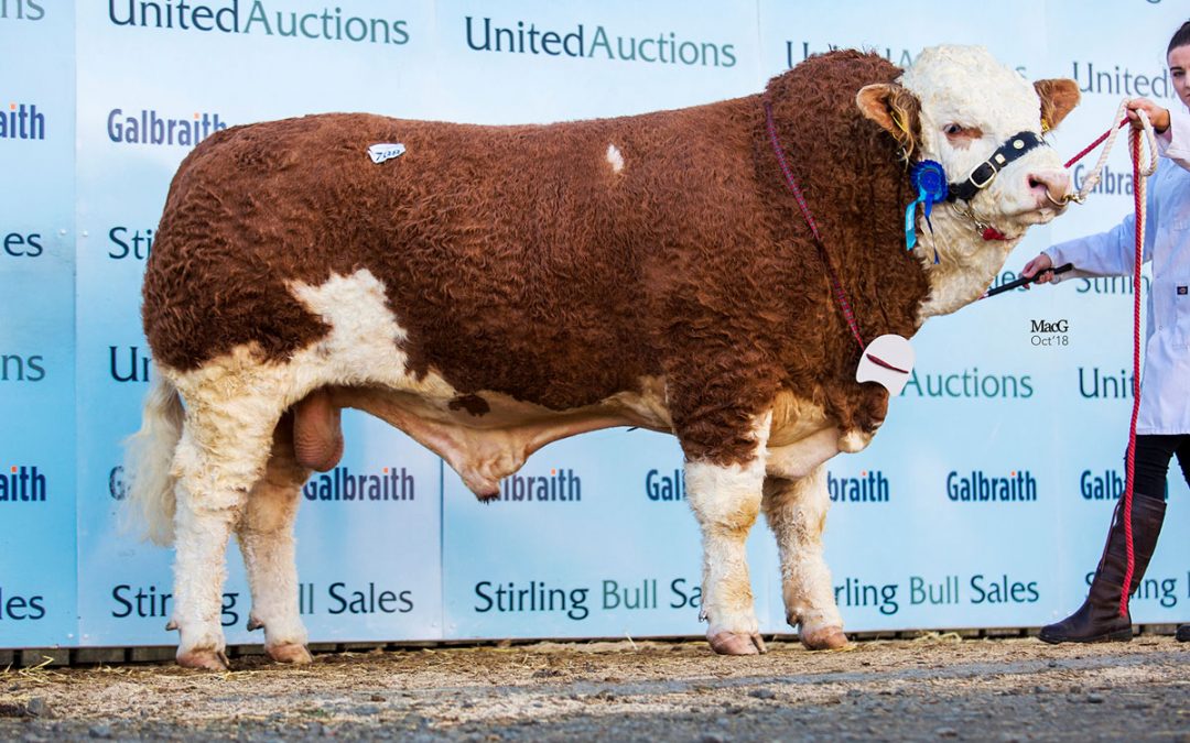 Stirling October Bull Sales including the Dispersal of the Mendick herd on behalf of Mr J Dykes