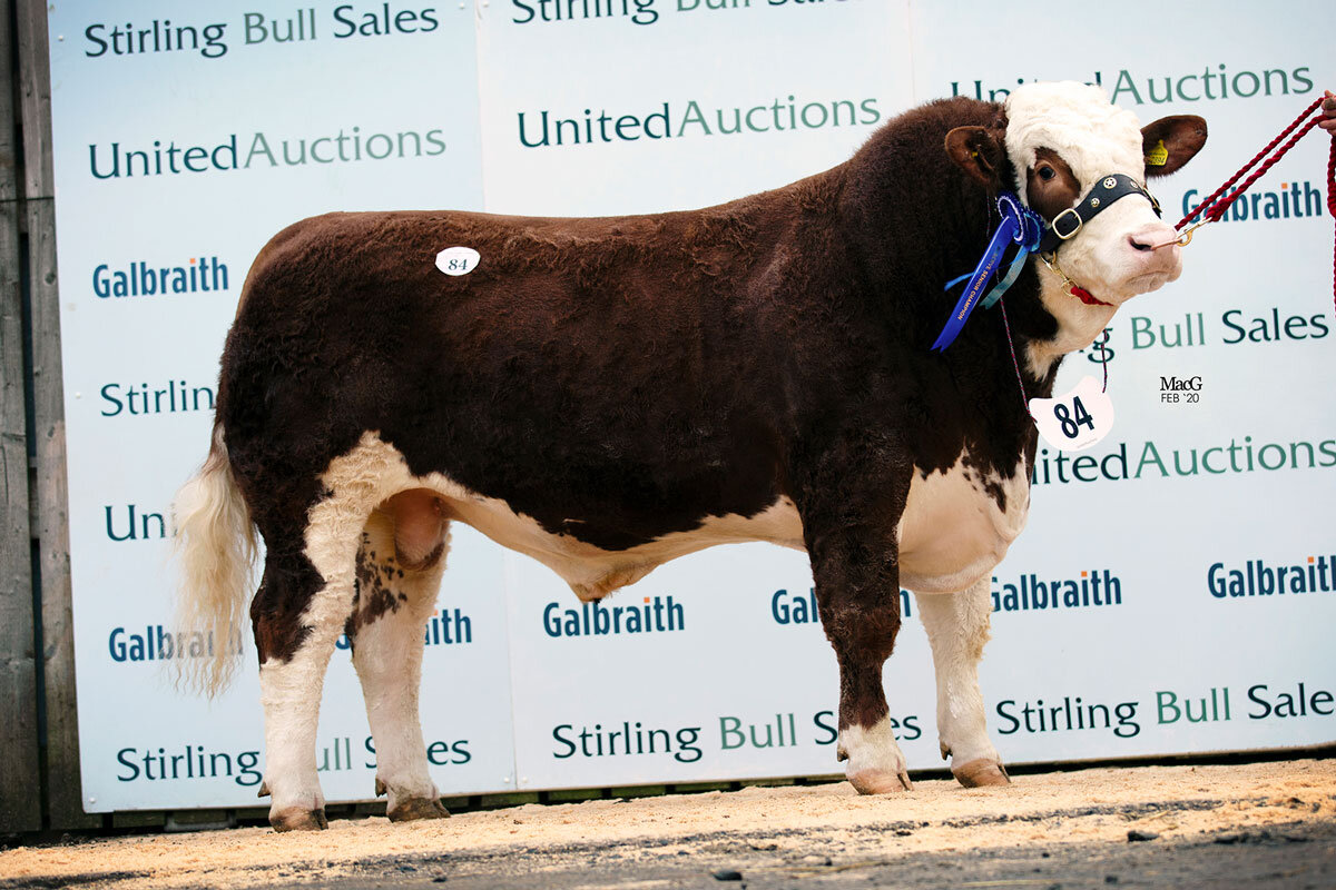 Wolfstar Jimmy Choo - Reserve Senior Champion sold for 17,000gns