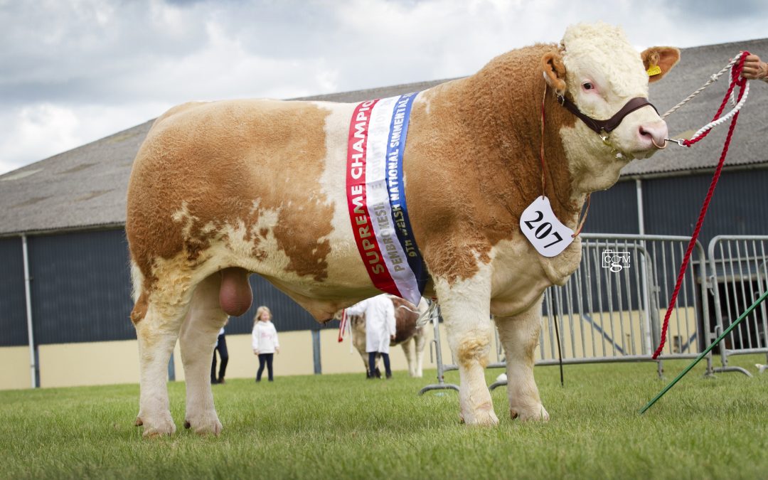 Welsh National Show at Pembroke County Show. 13th-15th August 2019 – Judge, Mr J W May