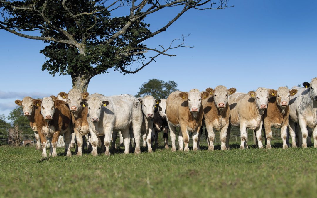Simmental The Breed Fit To Face The Future