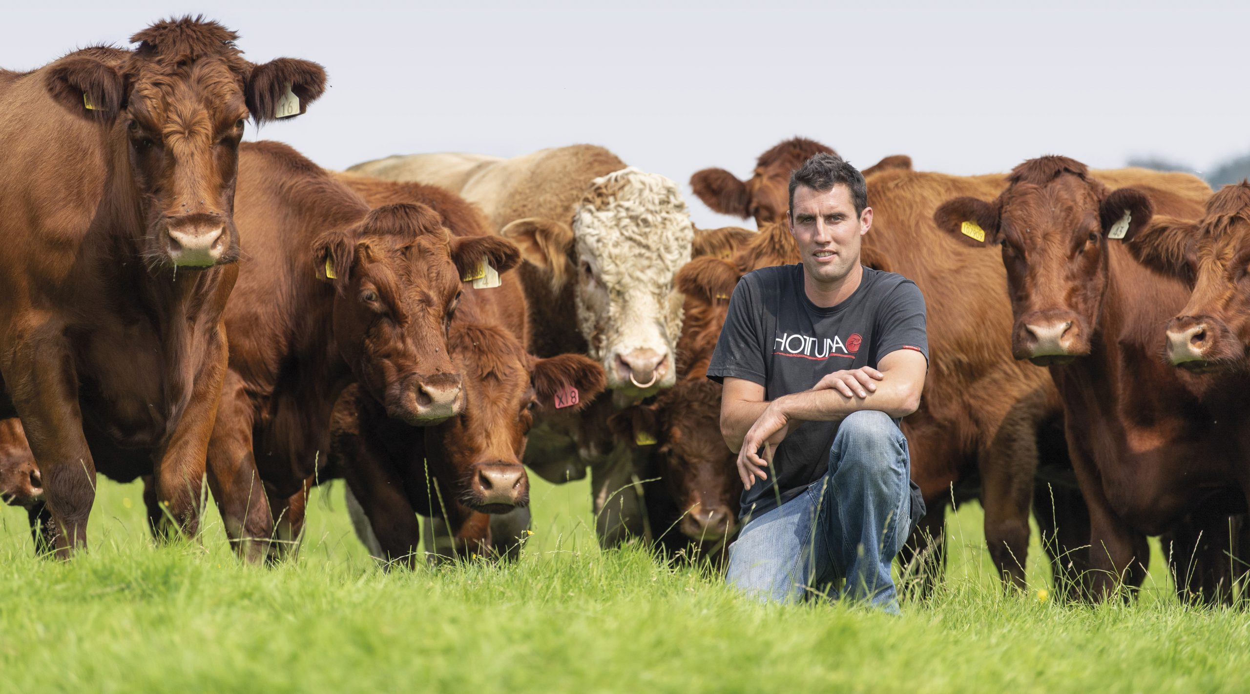 Simmental Luing Crosses Excelling As Ideal Upland Cattle British