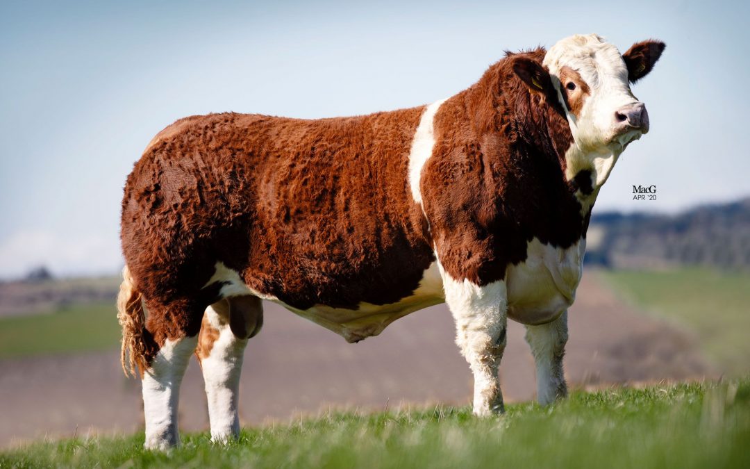 7600GNS ISLAVALE JAMMYDODGER TOPS STIRLING BULLS AS THE SIMMENTAL BREED INCREASES ITS SALE AVERAGE BY £375