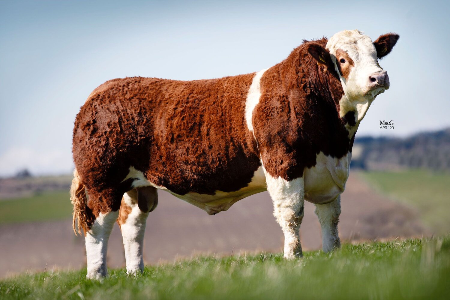 ISLAVALE JAMMYDODGER sold for 7600gns