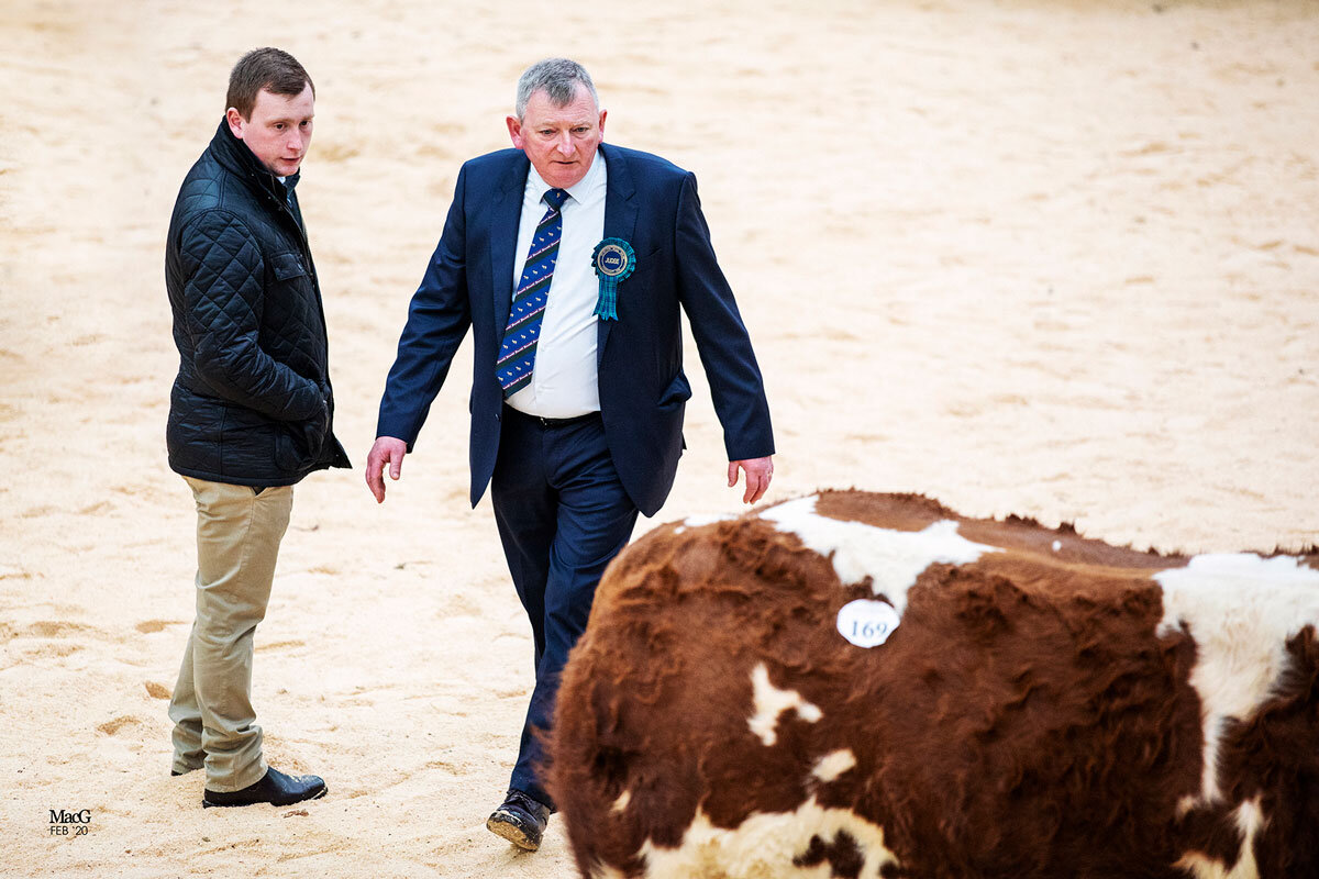 Judge - Phillip Simmers from the Backmuir herd.