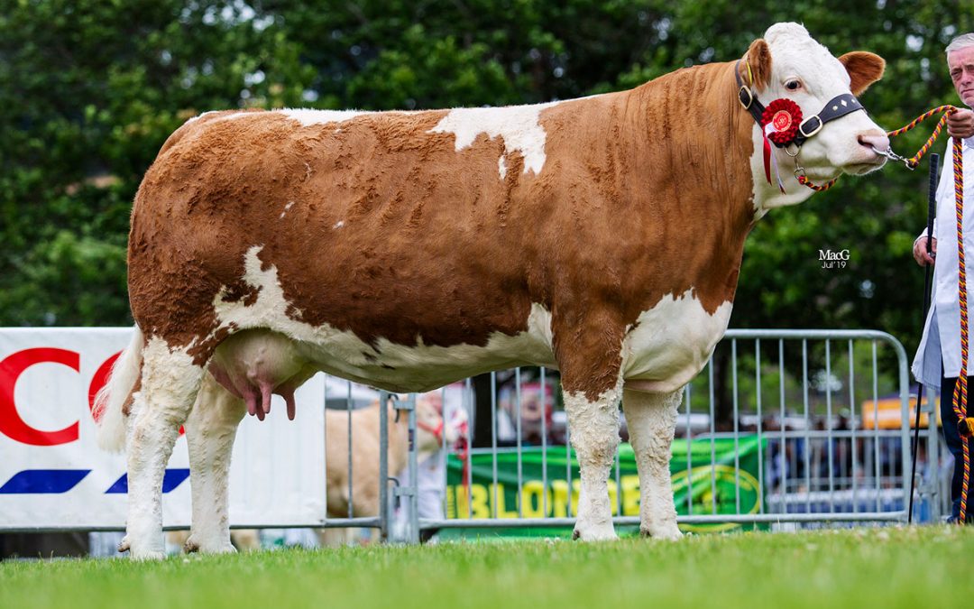 Royal Welsh Show  – 22nd to 25th July 2019