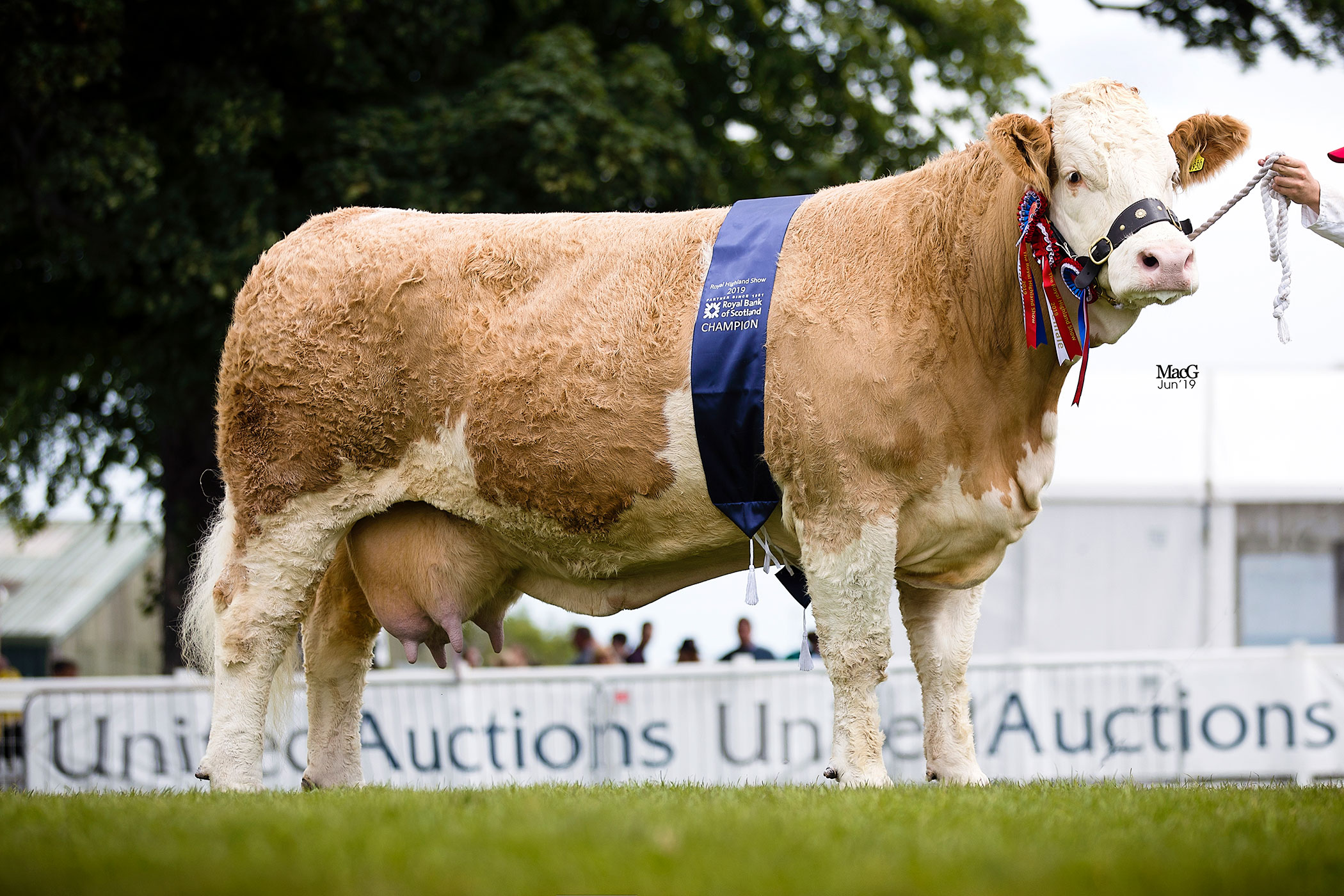 Royal Highland Show - 20th to 23rd June 2019 - British Simmental Cattle ...