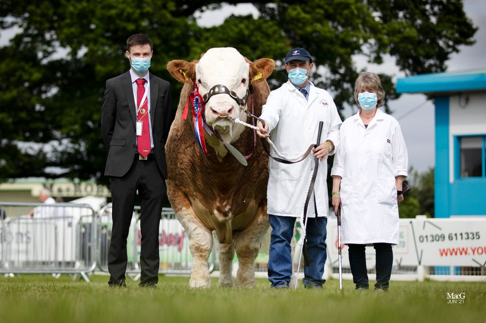STOP PRESS: DRUMSLEED HIVY 16 TAKES THE SIMMENTAL HONOURS AT 2021 ROYAL HIGHLAND SHOWCASE